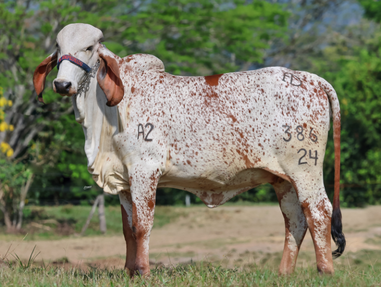 Vuelve el Remate Reserva Especial El Empedrado IV