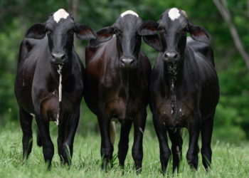 Remate Gualanday y su Cosecha de Oro II