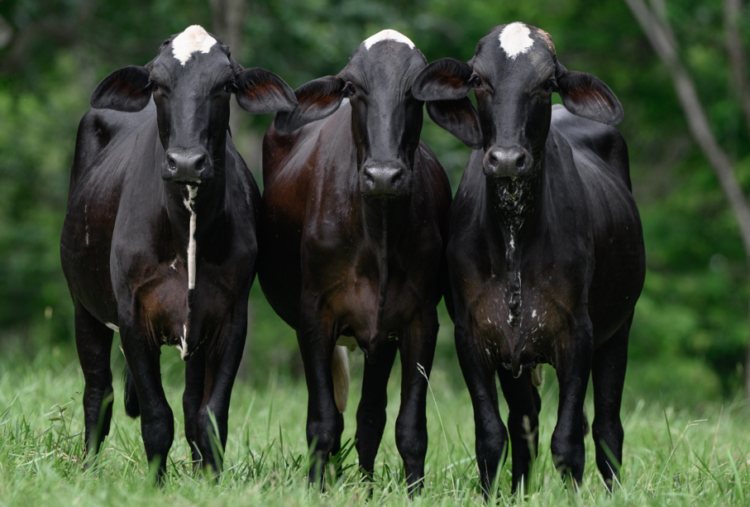 Remate Gualanday y su Cosecha de Oro II