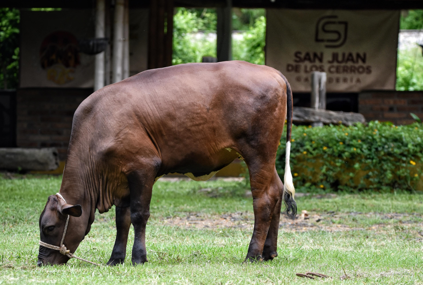 GANADERIA SAN JUAN DE LOS CERROS
