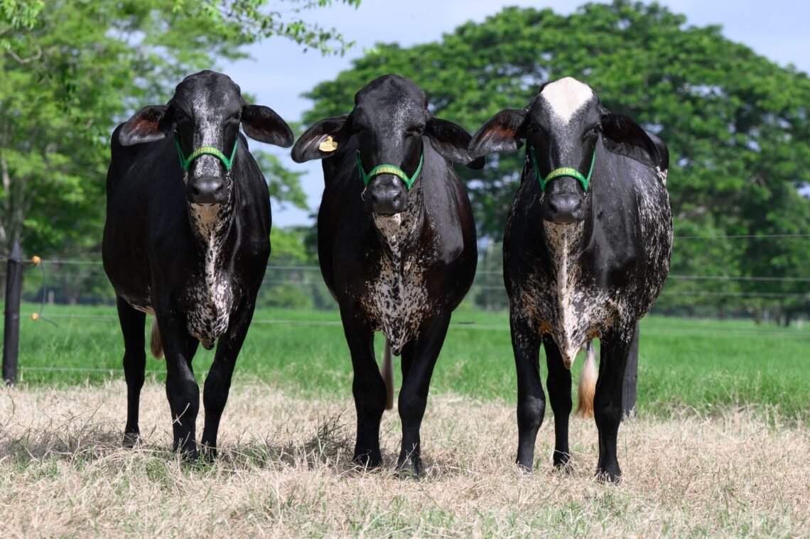 Se acerca el Remate Rompiendo Paradigmas