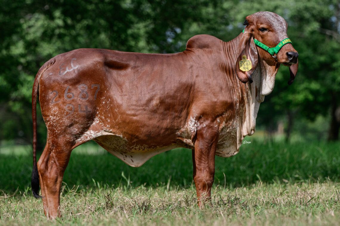 Se acerca el Remate Rompiendo Paradigmas