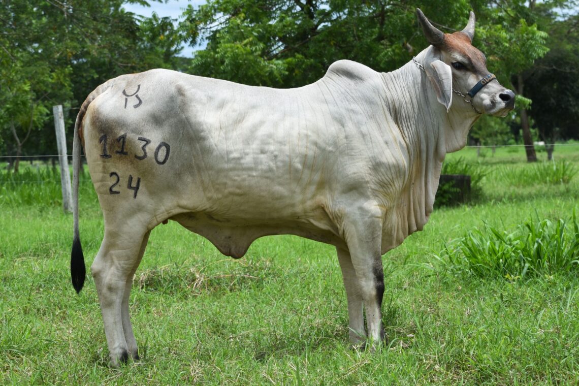 Subastar reúne lo mejor del Guzerá en Montería