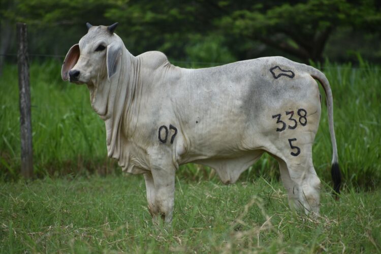 Subastar reúne lo mejor del Guzerá en Montería