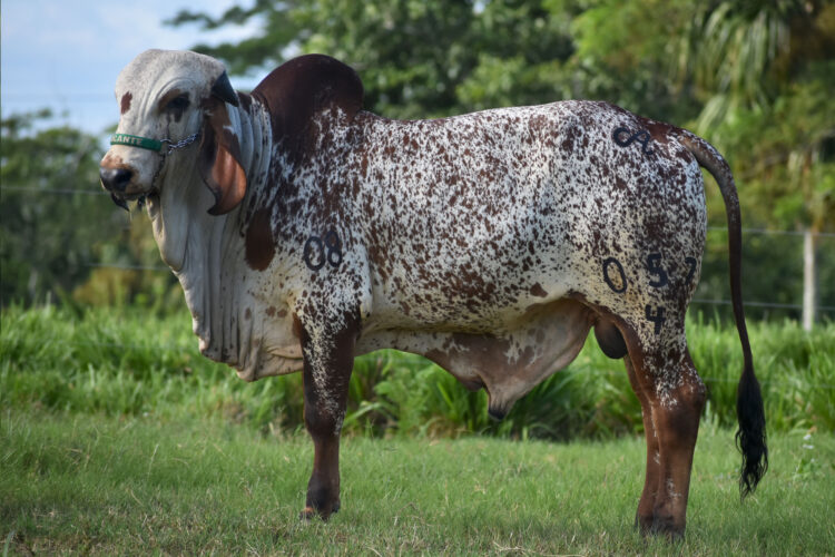 La genética del futuro está a un clic