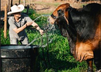 Ganadería Ana Luz 5X5