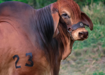 Ganadería La Reforma