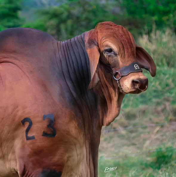 Ganadería La Reforma