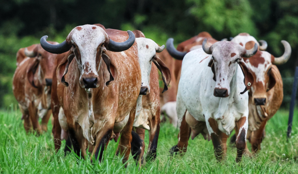 Hacienda El Empedrado