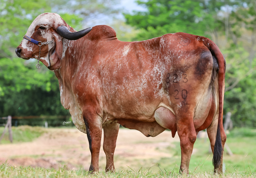 Hacienda El Empedrado