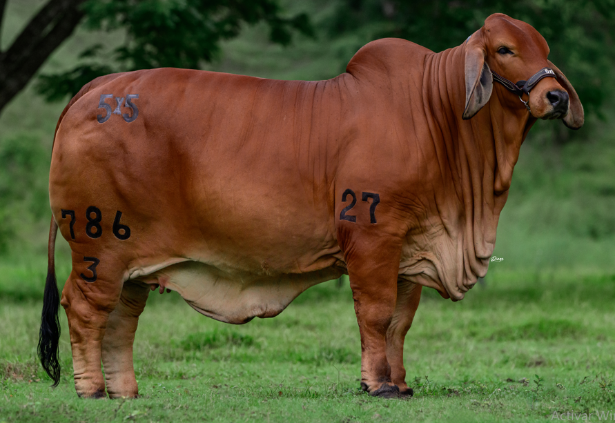 Ganadería Ana Luz 5X5