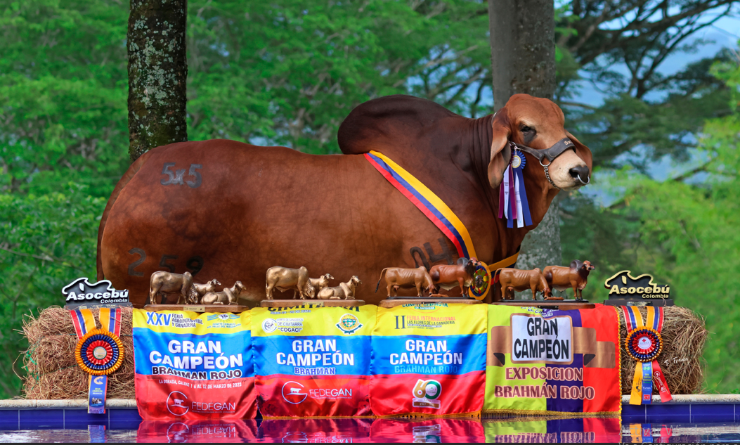 Ganadería Ana Luz 5X5