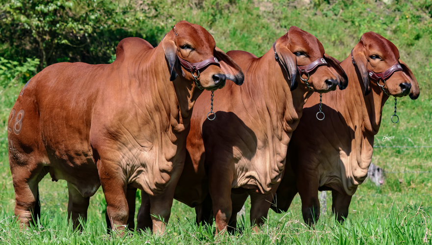 Ganadería La Reforma