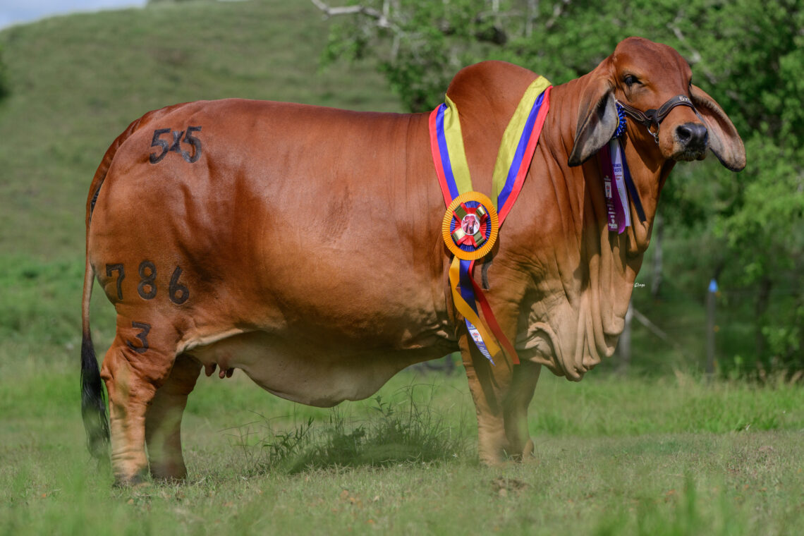 Ganadería Ana Luz 5X5