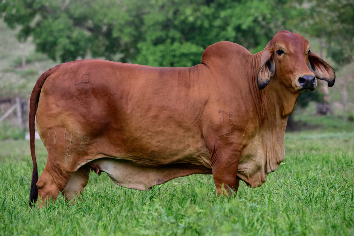 Ganadería Ana Luz 5X5