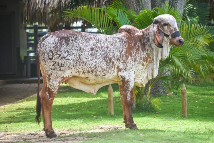 Remate de Sucre para el trópico