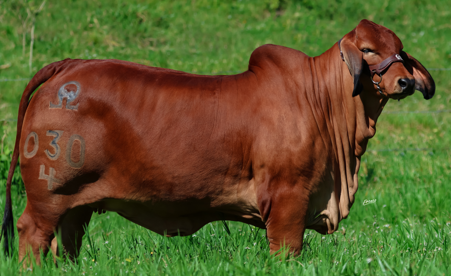 Ganadería La Reforma