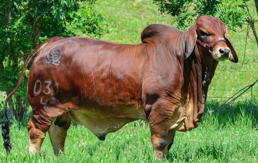 Ganadería La Reforma