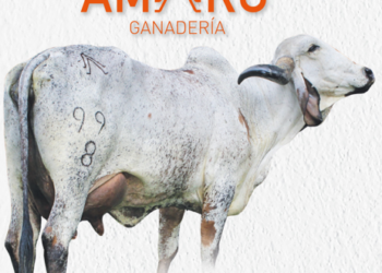 Ganadería Amarú