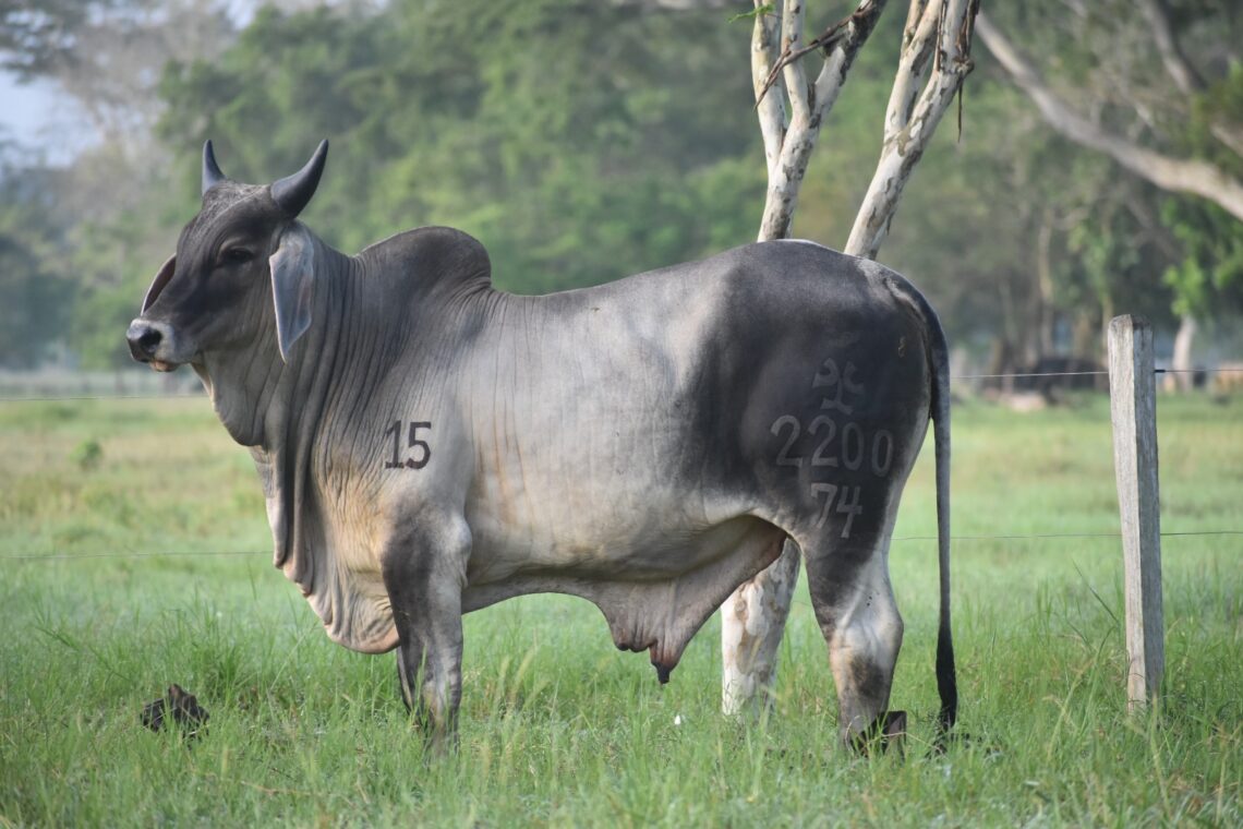 Remate “La Esencia de Nuestra Raza»