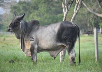 Remate “La Esencia de Nuestra Raza»