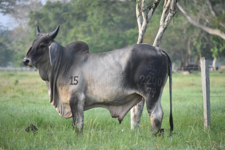 Remate “La Esencia de Nuestra Raza»