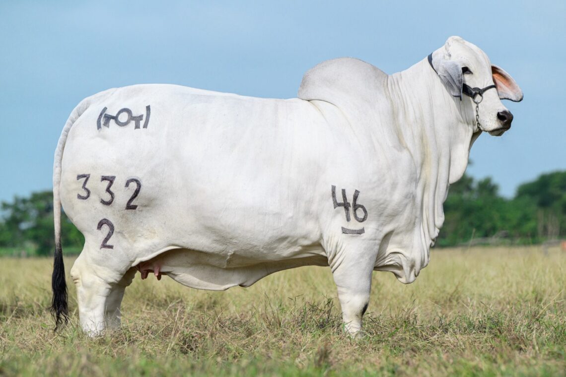 Genética y Tradición del Brahman Gris