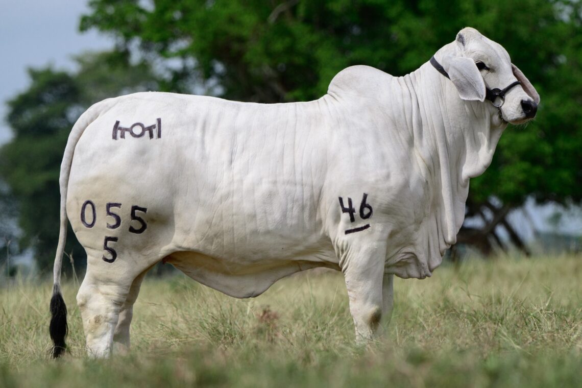 Genética y Tradición del Brahman Gris