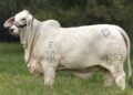 Genética y Tradición del Brahman Gris