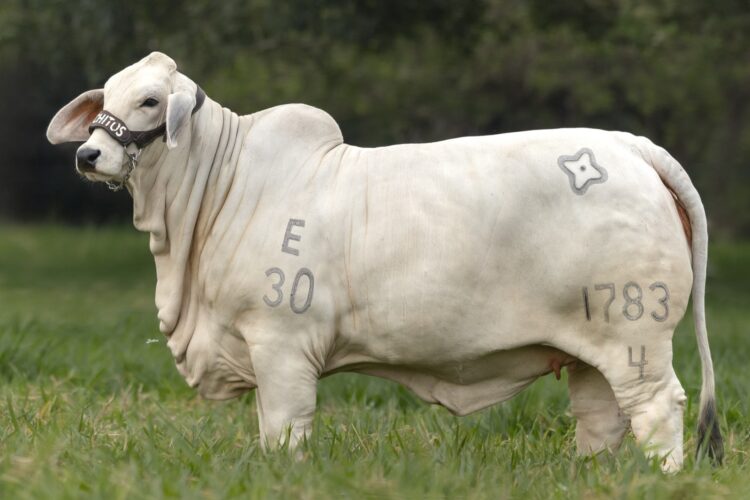 Genética y Tradición del Brahman Gris