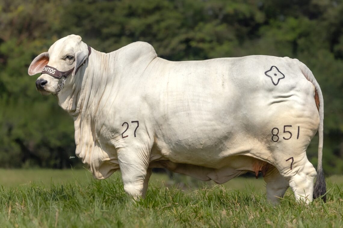 Genética y Tradición del Brahman Gris