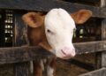 La genómica bovina Simmental-Fleckviech y el control de haplotipos