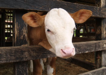 La genómica bovina Simmental-Fleckviech y el control de haplotipos