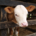 La genómica bovina Simmental-Fleckviech y el control de haplotipos