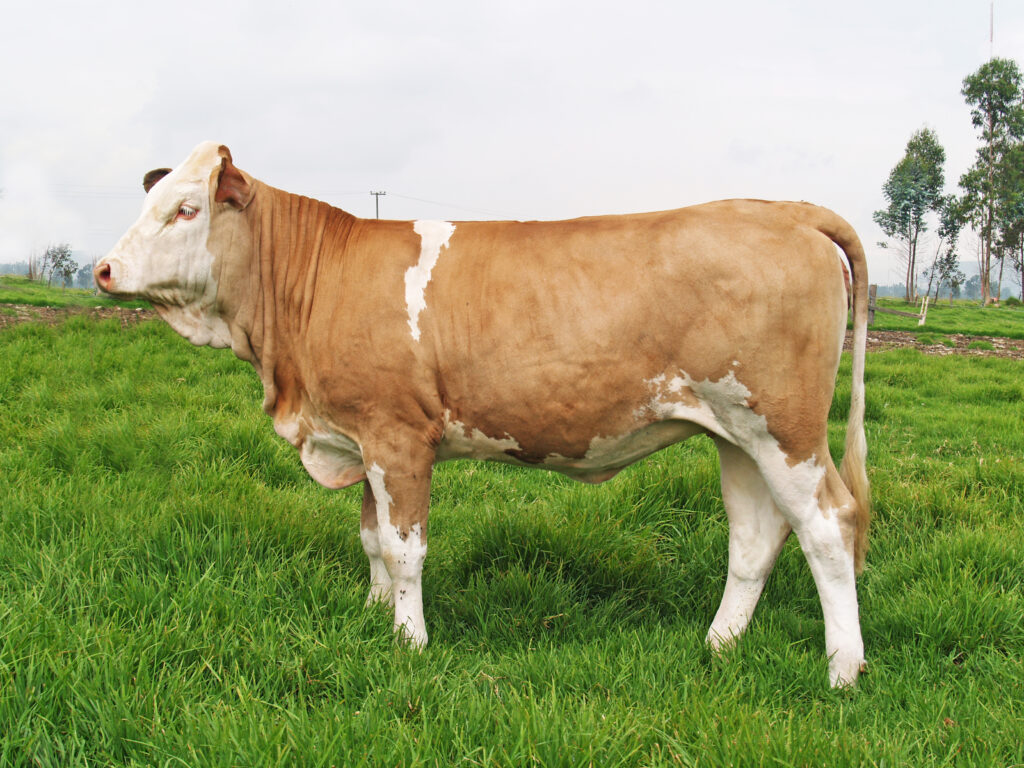 Simmental
