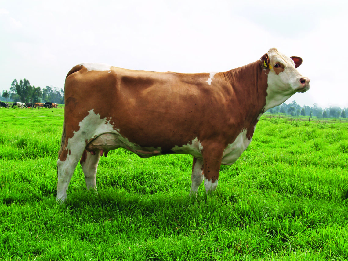 Ganadería Maxdra: Simmental de alto impacto en Colombia