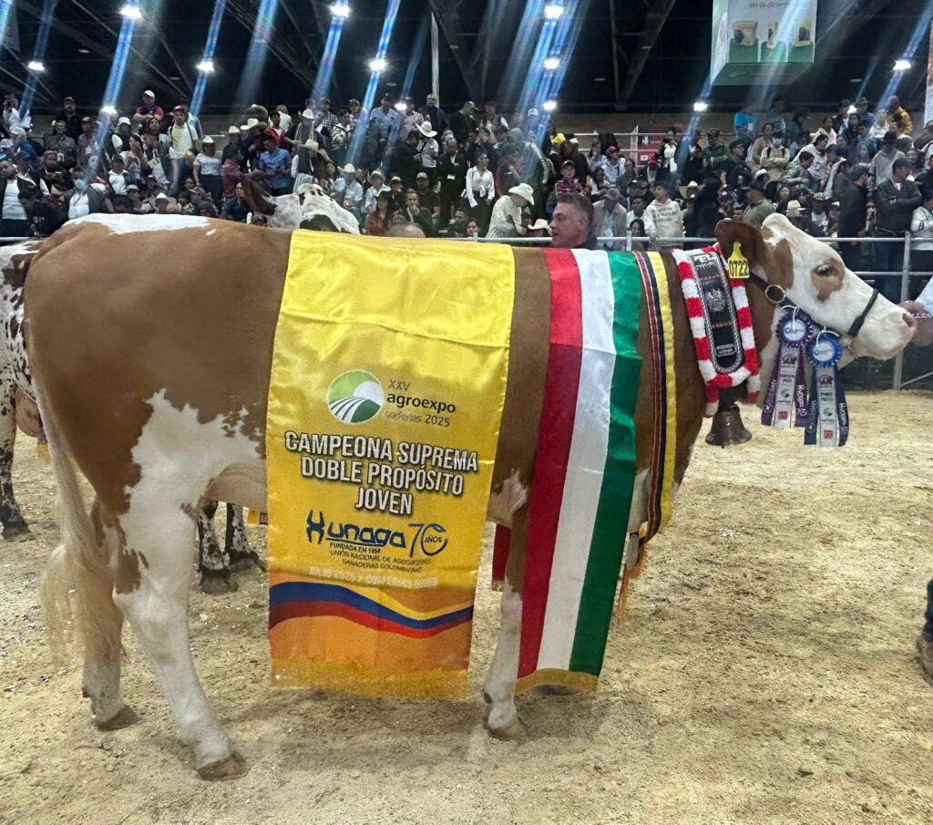 Simmental