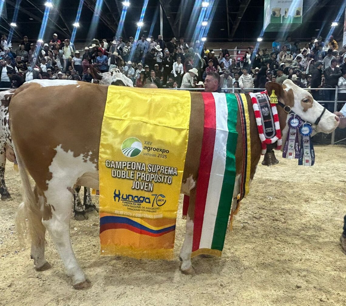 Ganadería Maxdra: Simmental de alto impacto en Colombia