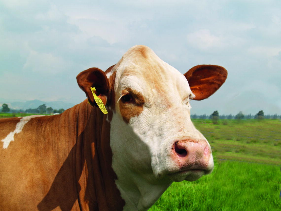 Ganadería Maxdra: Simmental de alto impacto en Colombia