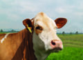 Ganadería Maxdra: Simmental de alto impacto en Colombia