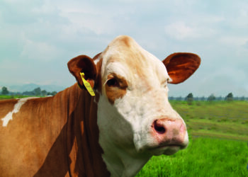 Ganadería Maxdra: Simmental de alto impacto en Colombia