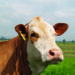 Ganadería Maxdra: Simmental de alto impacto en Colombia