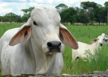 Garrapata