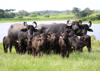 Cómo mejorar la fertilidad bufalina en IATF