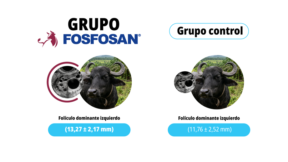 IATF