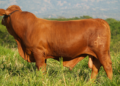 Agroindustrial Las Américas